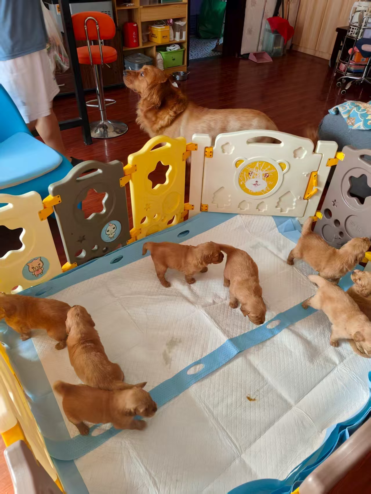 自己养纯种金毛巡回犬，乖巧可爱